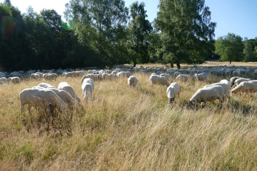 Schafe_Neuhof.jpg desc